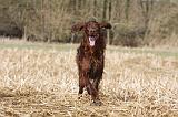 SETTER IRLANDAIS 480